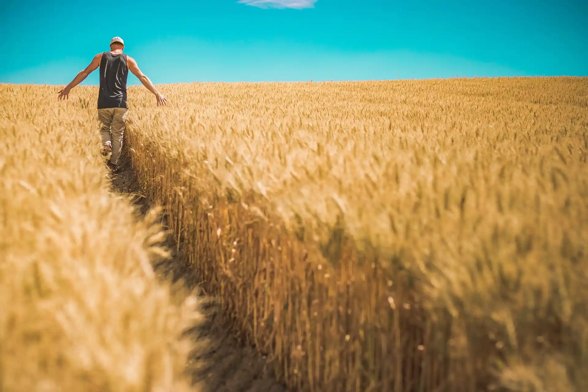 Man walking through the farming fields.